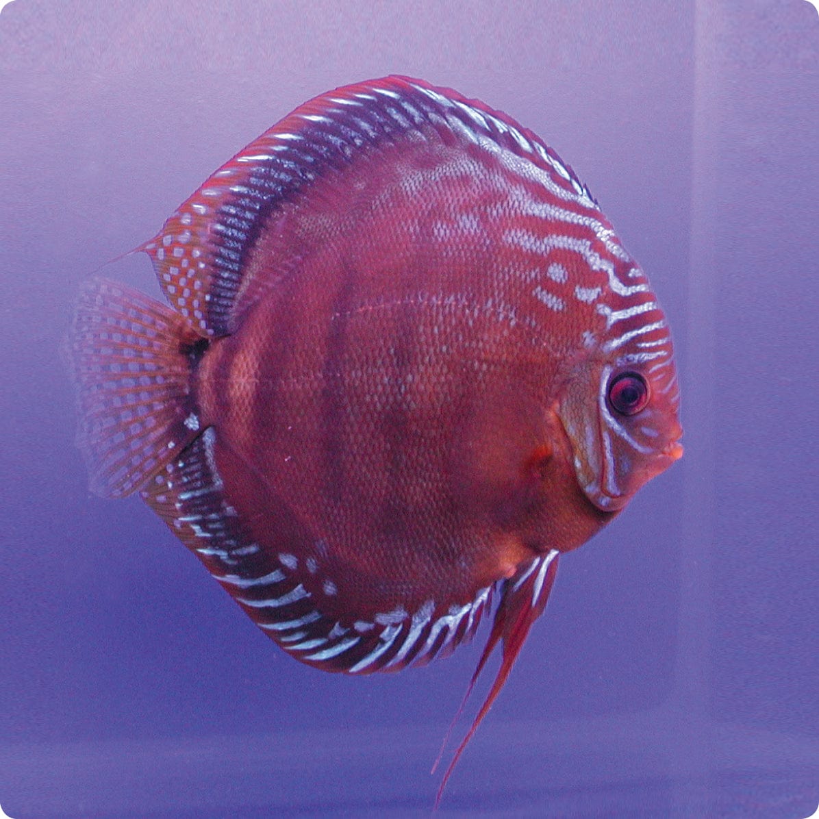 Stendker | Alenquer - Stendker Discus USA: #1 Source for Premium Discus