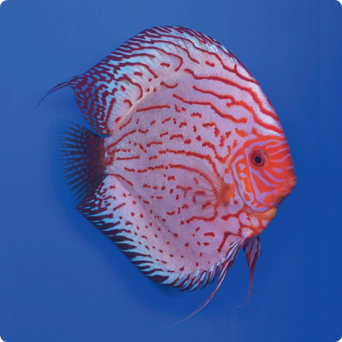 Stendker | Pigeon Blood - Stendker Discus USA: #1 Source for Premium Discus