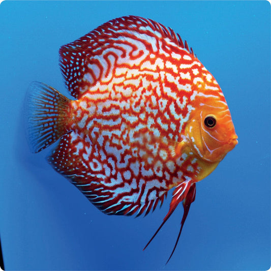Stendker | Pigeon Blood Red - Stendker Discus USA: #1 Source for Premium Discus