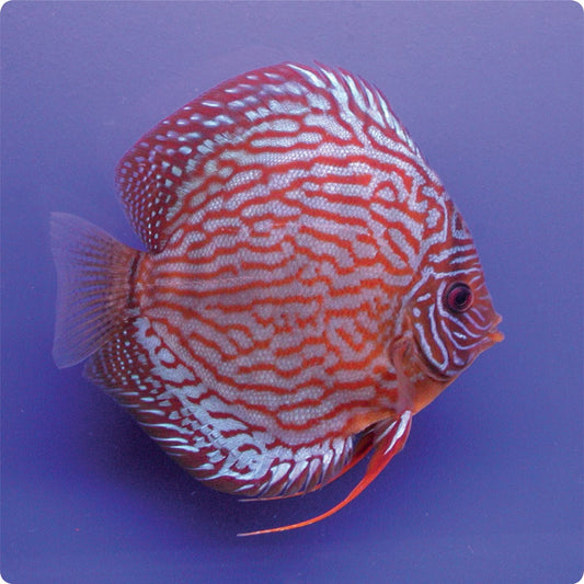 Stendker | Red Turquoise - Stendker Discus USA: #1 Source for Premium Discus