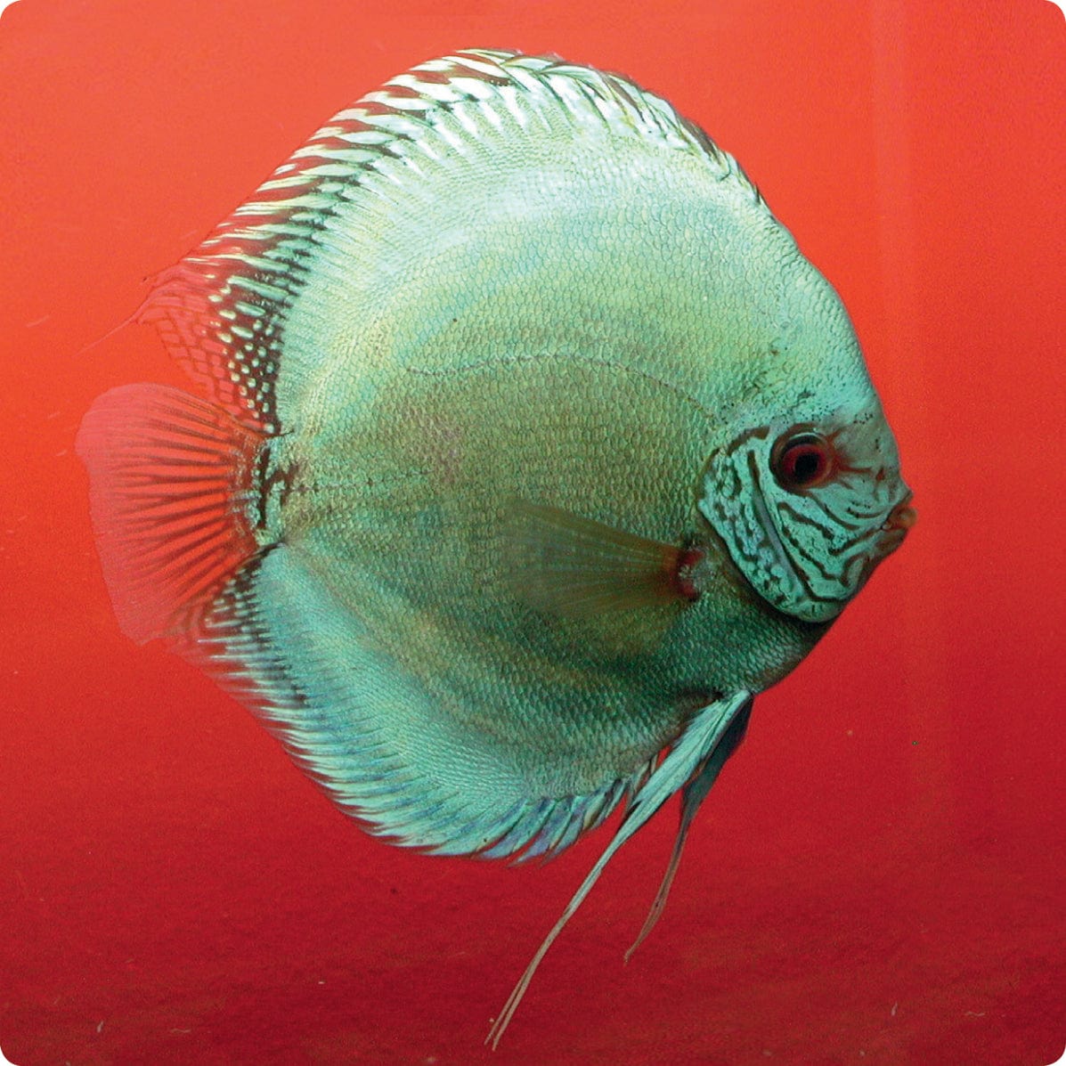 Stendker | Solid Turquoise