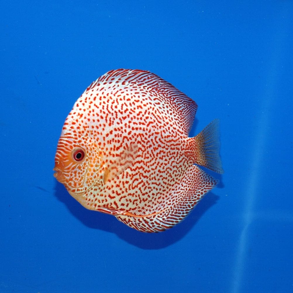 Stendker Discus USA White Leopard