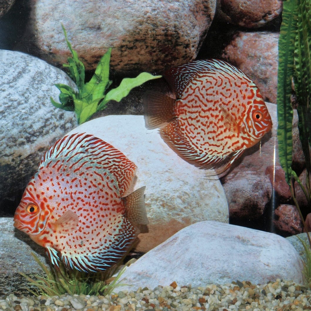 Stendker Discus USA White Leopard