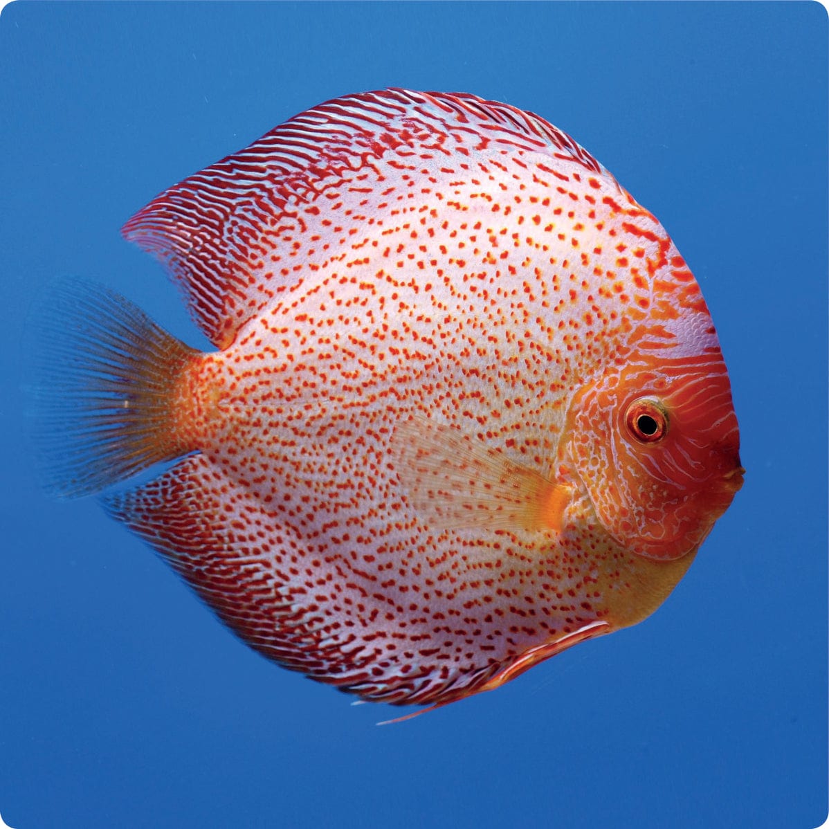 Stendker Discus USA White Leopard