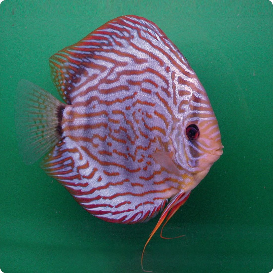 Stendker | Brilliant Turquoise - Stendker Discus USA: #1 Source for ...