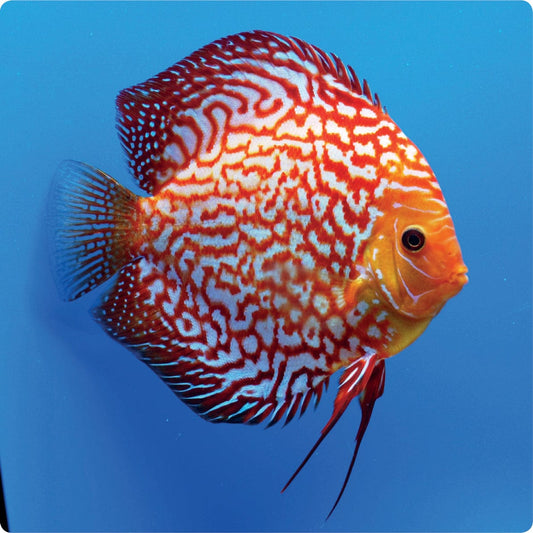 Stendker | Pigeon Blood Red - Stendker Discus USA: #1 Source for Premium Discus