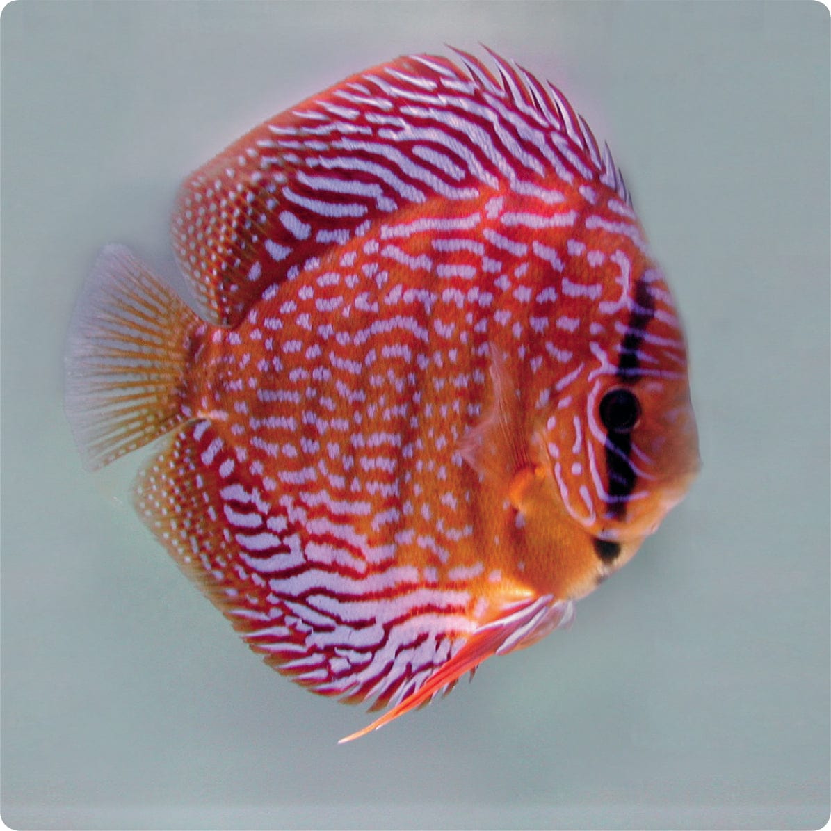 Stendker | Red Scribbles - Stendker Discus USA: #1 Source for Premium ...