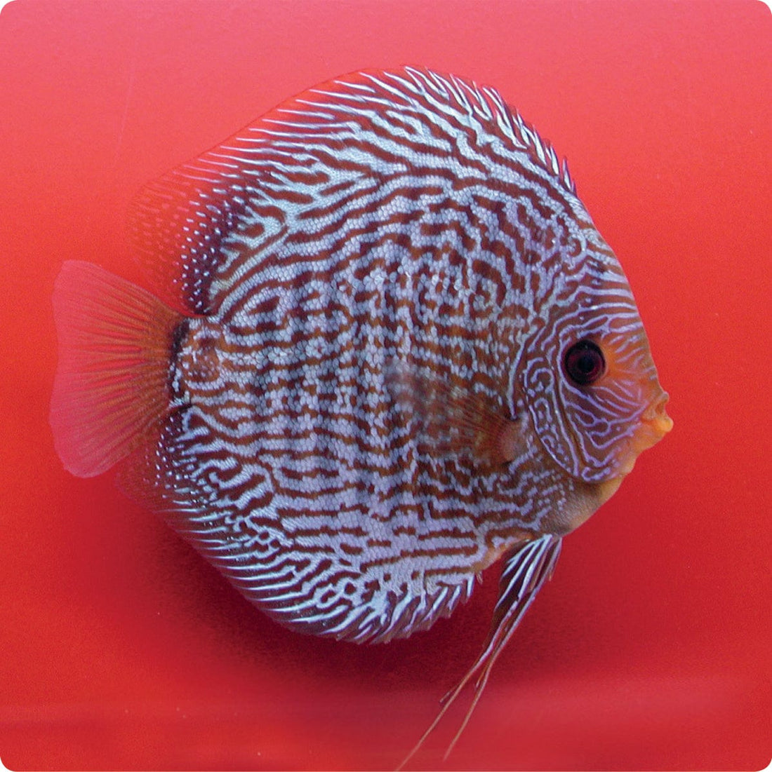 Stendker | Snake Skin Blue - Stendker Discus USA: #1 Source for Premium ...