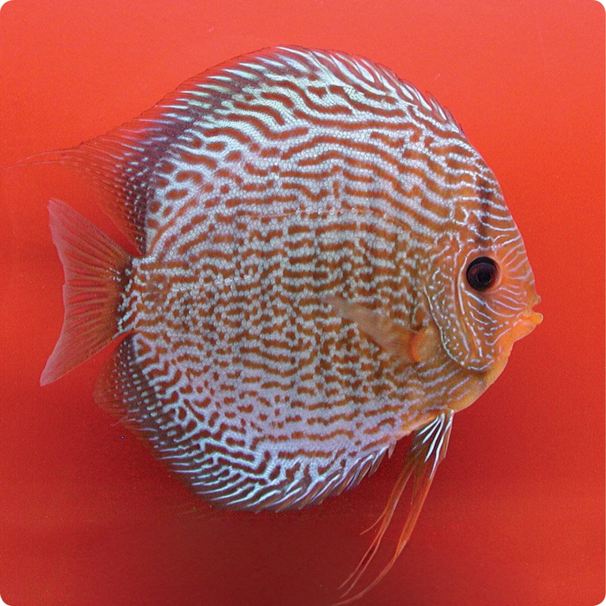 Stendker | Snake Skin Red - Stendker Discus USA: #1 Source for Premium ...