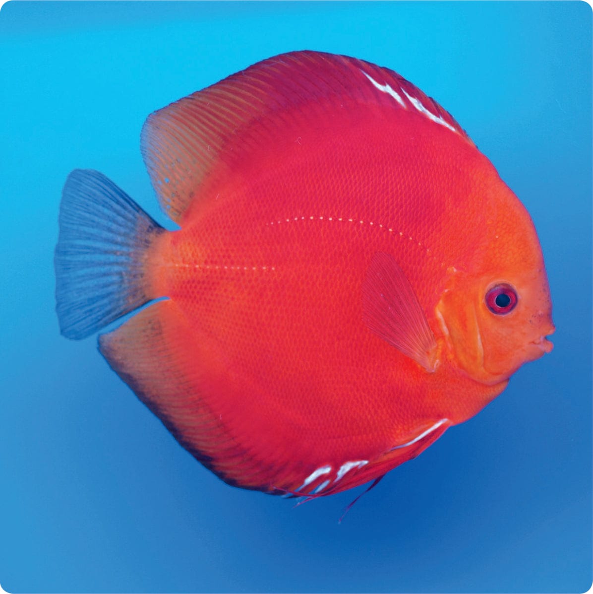 Stendker | Solid Fire Red - Stendker Discus USA: #1 Source for Premium ...